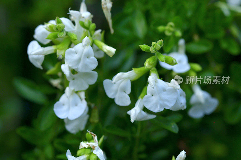 小叶鼠尾草/鼠尾草:白花